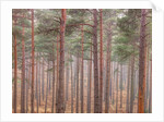 Misty forest with tall trees by Assaf Frank